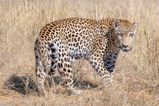 Leopard Walking Through Dry Savanna Grass