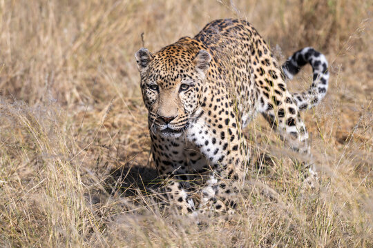 Leopard Walking Through Dry Savanna Grass