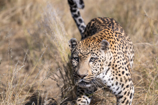 Leopard in the Savanna Grassland