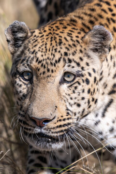 Close-up Portrait of a Leopard in the Wild