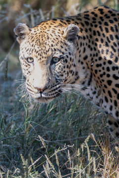 Close-up Portrait of a Leopard in the Wild
