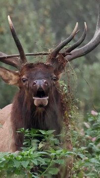 Elk Bull Bugle Monarch Majestic