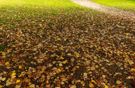 High-angle view of dry autumn leaves scattered on the ground, ideal as a natural texture background and graphic resource for seasonal designs.