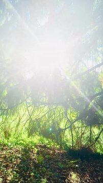Sunlight streaming through coniferous tree branches onto autumn leaves in forest