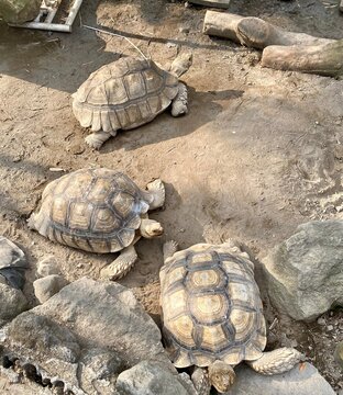 turtle on the rocks