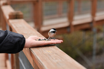 Black-capped chickadee eating seeds from an outstretched human hand on a wooden boardwalk, showing close human wildlife interaction. © davidphotography.ca