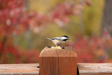 Black-capped chickadee holding a seed while perched on a wooden post with colorful red and gold autumn foliage blurred behind. © davidphotography.ca