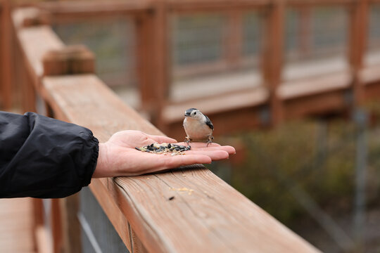 White-breasted nuthatch feeding on seeds from an outstretched human hand on a wooden boardwalk, showing close wildlife interaction.