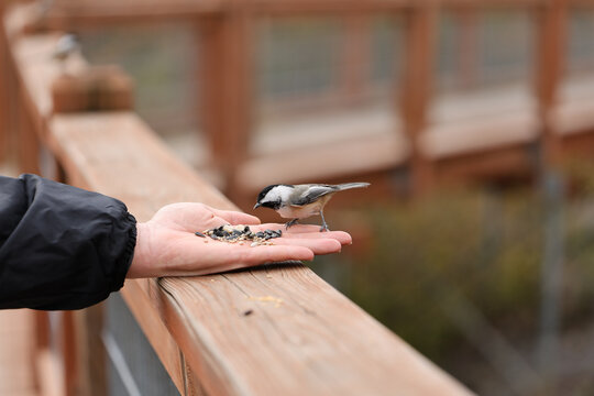 Black-capped chickadee feeding on seeds from an outstretched human hand on a wooden boardwalk in a natural outdoor setting.
