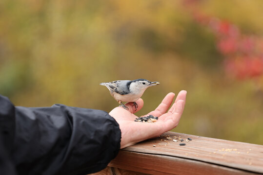 White-breasted nuthatch taking bird seed from an outstretched hand on a wooden railing with soft autumn foliage in the background.