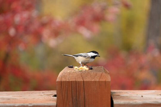 Black-capped chickadee holding a seed while perched on a wooden post with colorful red and gold autumn foliage blurred behind.