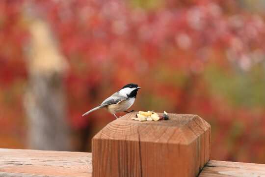 Black-capped chickadee perched beside bird seed on a wooden post with colorful autumn foliage softly blurred in the background.