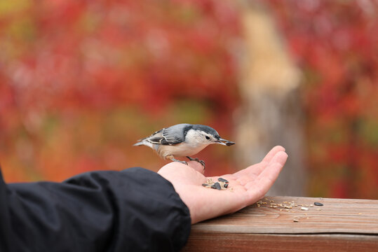White-breasted nuthatch perched on a person&rsquo;s hand holding a seed, with colorful autumn foliage blurred in the background.