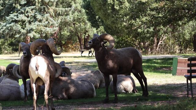Bighorn Sheep Rams Clashing Horns During the Rut