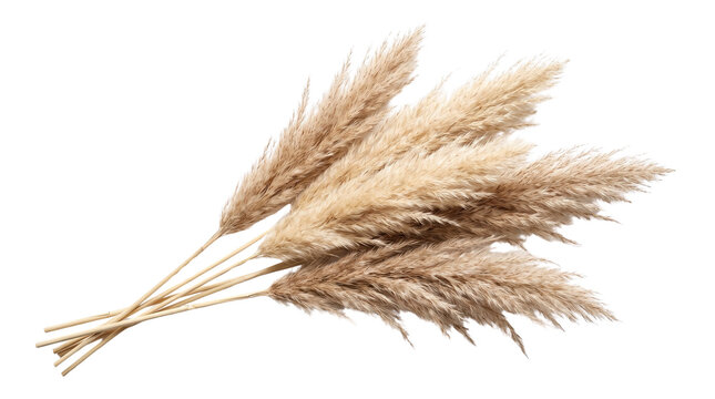 Dried pampas grass stems, fluffy beige botanical flora branches, bohemian interior home decor elements isolated PNG with Transparent Background