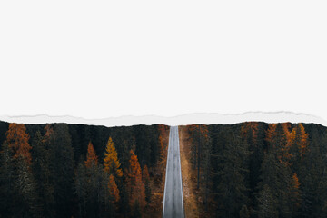 Fototapeta premium Forest road background, ripped paper border
