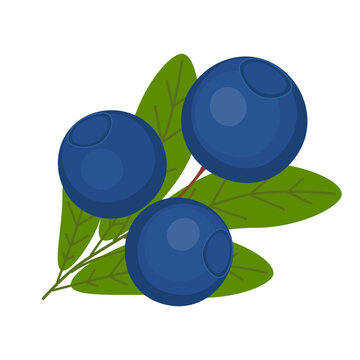Fresh blueberries branch with green leaves isolated on white background. Vector illustration.