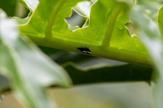 Insect on a green leaf vein. Focus on entomology, botany, macro photography, nature, biodiversity, and ecology.