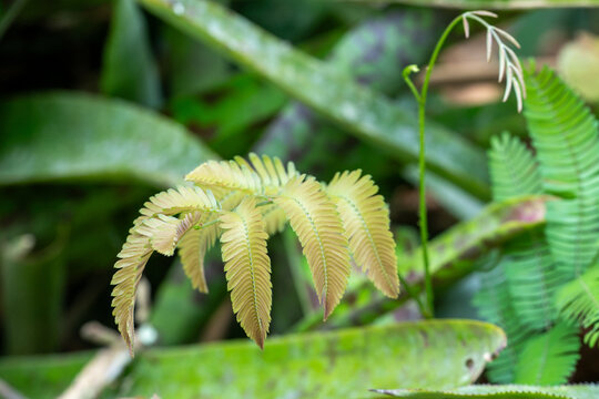 Sensitive plant branches (Mimosa pudica) among bromeliads. Focus on botany, tropical flora, sensitive plants, ecosystem, nature, and biodiversity.