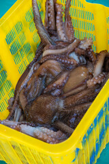 Fresh raw giant octopus displayed in yellow plastic crate for morning auction at Jumunjin port seafood market in South Korea. © 완수 안