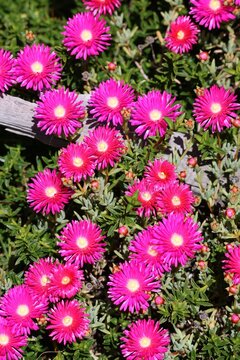Flowering Ice Plant (Carpobrotus edulis) growing in rockery, South Australia