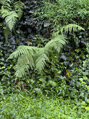 Green fern fronds and dark green ivy leaves growing on a wall © Irina