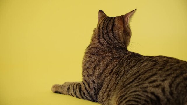A tabby cat lies calmly on a yellow studio background indoors. Relaxed posture and funny expression create cozy playful atmosphere.