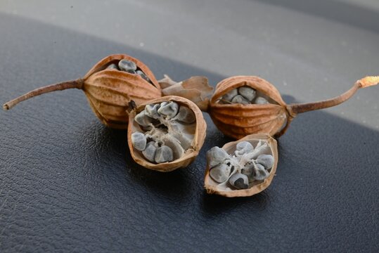 Shell ginger (Alpinia zerumbet).Zingiberaceae,tropical plant. In early summer, it produces white, shell-like flowers, and in autumn, seeds peek out from its reddish fruit.