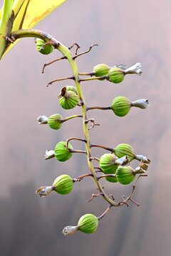Shell ginger (Alpinia zerumbet).Zingiberaceae,tropical plant. In early summer, it produces white, shell-like flowers, and in autumn, seeds peek out from its reddish fruit.