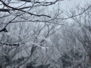 Obraz premium Frost-Covered Tree Branches Against a Soft Winter Forest Background