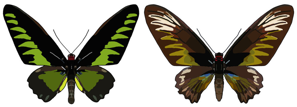 Rajah Brooke&rsquo;s Birdwing