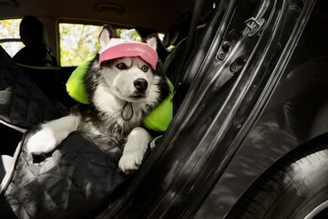 Pet travel and road trip safety, husky dog wearing a pink cap and travel pillow sitting in a car backseat for a summer vacation adventure © Pixel-Shot