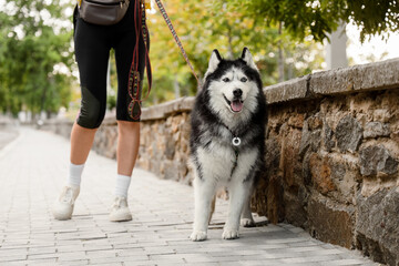 Pet ownership and active lifestyle, woman walking with a siberian husky dog on a leash in a park during a morning exercise routine in the city © Pixel-Shot