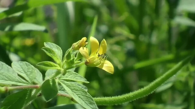 A zoom out shot of a vibrant yellow Asian spiderflower, scientifically known as Cleome viscosa, gently blowing in the mild wind with fresh green leaves and a blurry background on a sunny day.