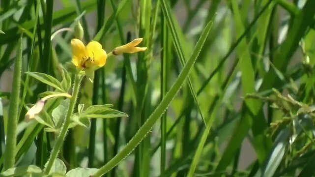 A pan left shot of a beautiful yellow Asian spider flower, commonly known as Asian spiderflower (Scientific name: Cleome viscosa), blooming naturally amidst lush green grass in the field.