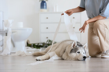 Pet behavior and training, owner scolding husky dog for making a mess with toilet paper in bathroom at home © Pixel-Shot