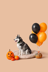 Halloween celebration with pet, husky dog sitting on cushion with jack-o-lantern pumpkins and festive black and orange balloons on beige background © Pixel-Shot
