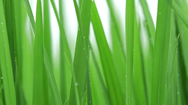 Macro shot of water droplets on vibrant green rice leaves during rain