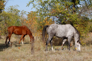 horses are grazing in the meadow © laykamars