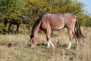 horses are grazing in the meadow © laykamars