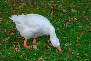 A close-up side view of a large white Canadian goose grazing peacefully in a park during fall. © Lisa