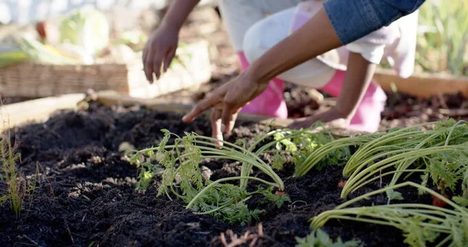African American mother and daughter harvesting potato after spotting green tops in raised bed