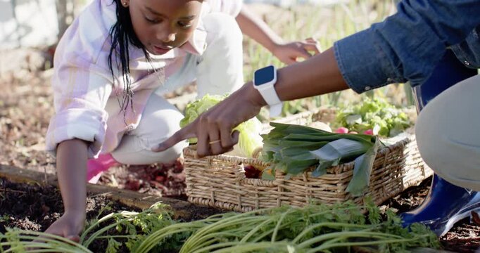 African American mother pointing, guiding child pulling carrot, filling basket at raised bed