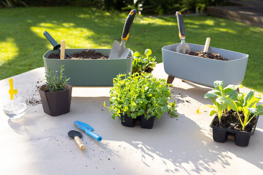 Green seedlings are sprouting in black tray on light tablecloth in sunny backyard, with trowels
