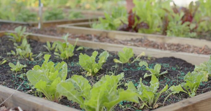 Camera is pulling back and rising, revealing raised beds with dark soil and seedlings in backyard