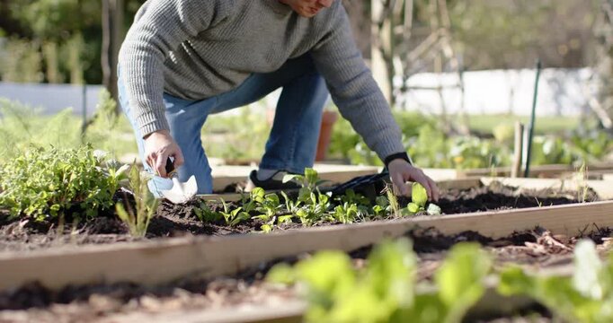Mature Asian man noticing seedlings, kneeling, transplanting in raised bed with trowel