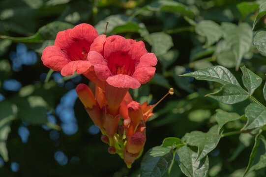 A Tecoma vine has twined around the fence. It is a Tecoma plant with red flowers.