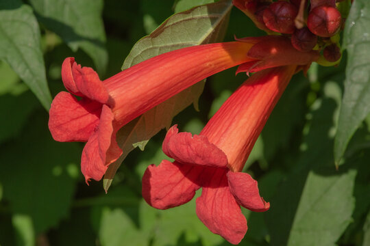 A Tecoma vine has twined around the fence. It is a Tecoma plant with red flowers.