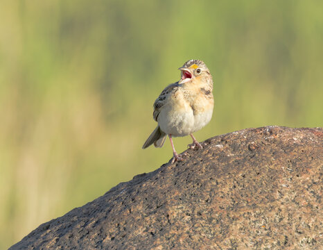 A Grasshopper Sparrow sings from atop a boulder.
