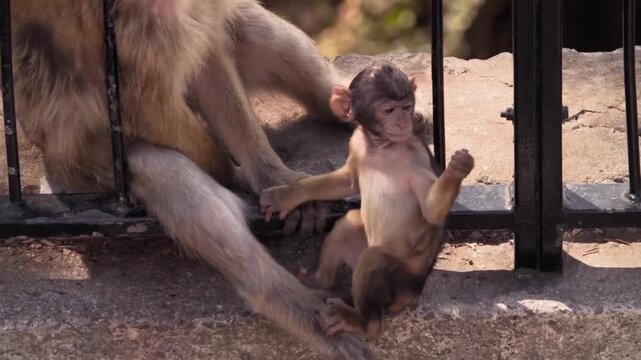 A small baby monkey clinging to its mother while sitting near a metal fence in a sunny outdoor environment